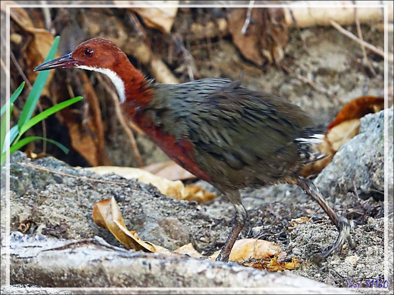 Râle de Cuvier, White-throated Rail (Dryolimnas cuvieri) - Nosy Tsarabanjina - Archipel des Mitsio - Madagascar