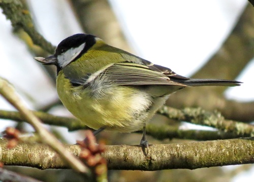 Oiseaux de mon jardin...