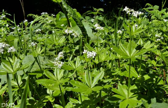 Galium odoratum  -  aspérule odorante
