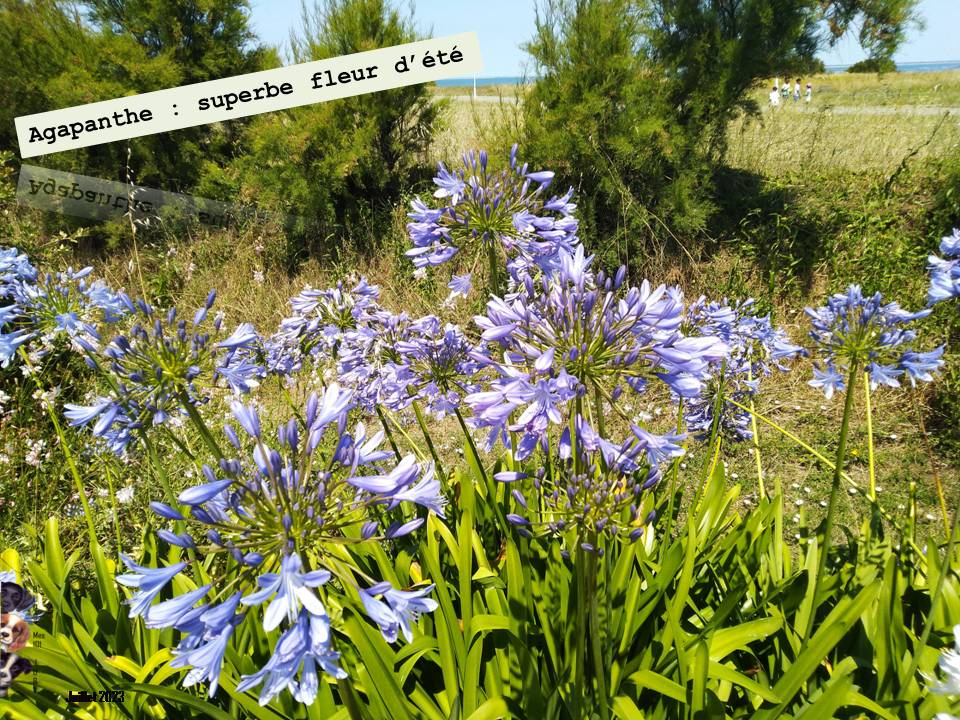 Rencontre florale sur Ile Oléron