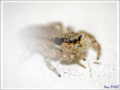 Retour vers l'hôtel avec rencontre, dans la forêt, d'un bizarre amphibien apode : un Gymnophiona, appelé Cécilie (Hypogeophis rostratus) - Ile Silhouette - Seychelles