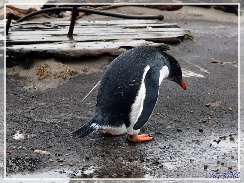 Ce Manchot papou ramasse des cailloux pour faire son nid - Grave Cove - West Falkland (Malvinas, Malouines) - Grande-Bretagne