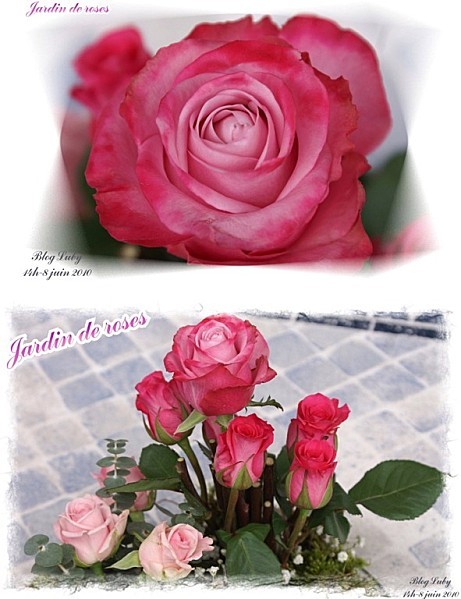 06 08 06 2010 jardin de roses (2)