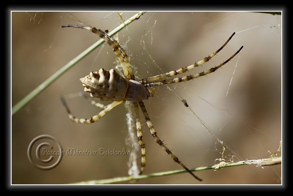 Araignée Argiope lobata...