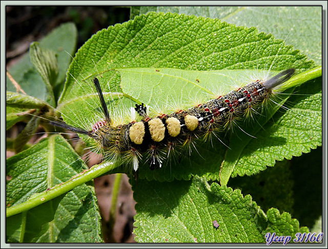 Blog de images-du-pays-des-ours : Images du Pays des Ours (et d'ailleurs ...), Chenille en plein repas - Parc National de Chitwan - Teraï - Népal