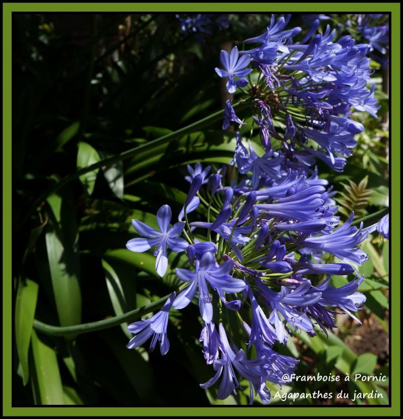 Agapanthes du jardin 