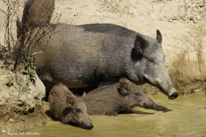 Famille de Sangliers à la baignade