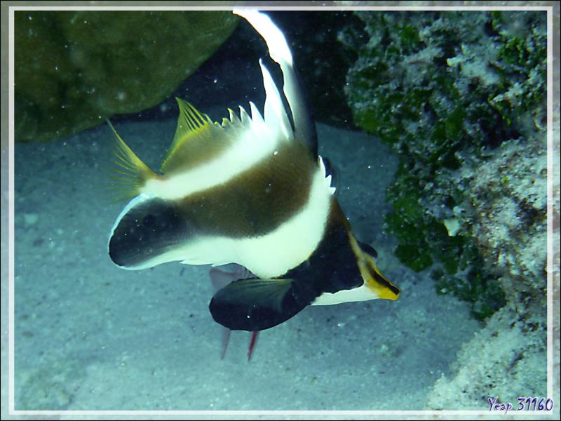 Poisson cocher du Pacifique ou Hénioche bouche d'or ou Taurillon à trois bandes, Threeband pennantfish (Heniochus chrysostomus) - Lagon de la Pension Kuriri - Maupiti - Polynésie française