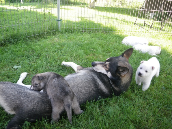 4 semaines: Les chiots et la meute