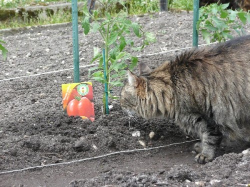 plantation-tomates-d.JPG