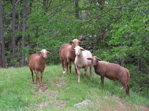 Moutons