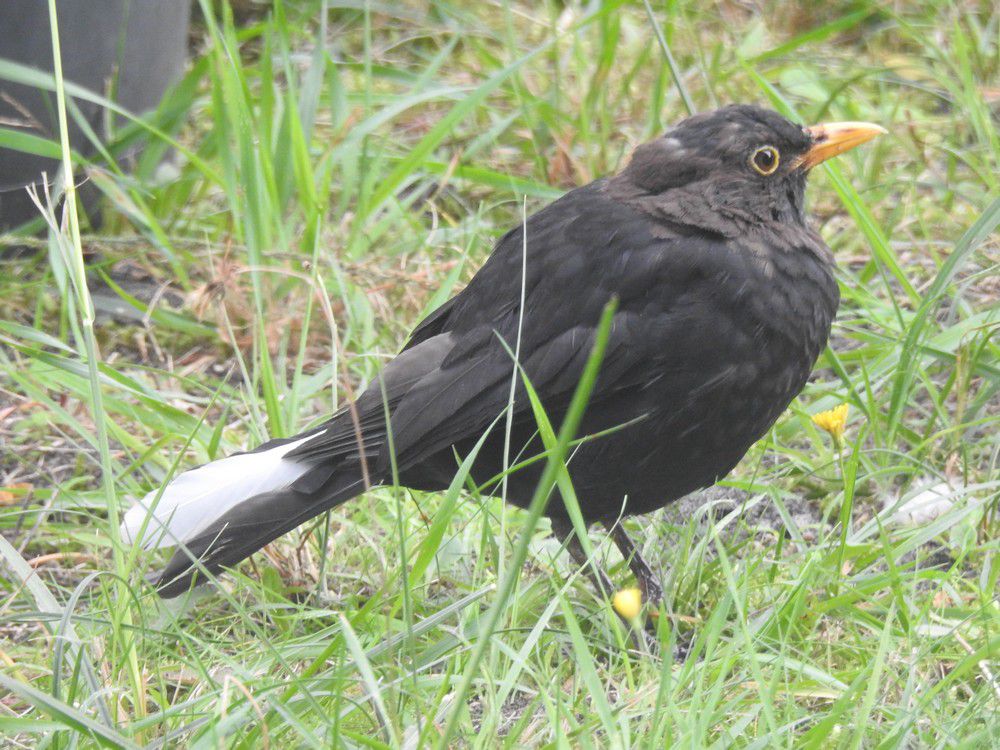 Les oiseaux du jardin - Pipiou, le petit merle qui ne savait pas voler...