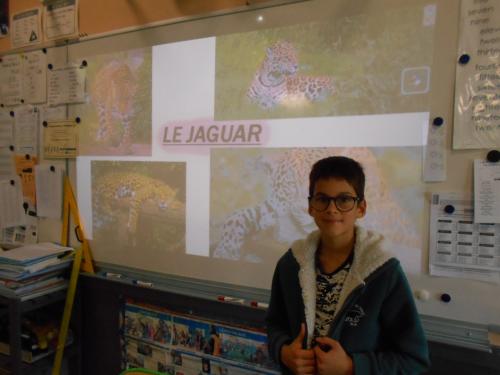 Exposé sur le jaguar
