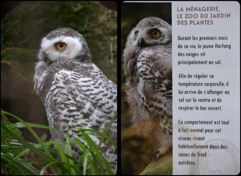 La Ménagerie, le Zoo du Jardin des Plantes : Chouette Harfang des neiges 