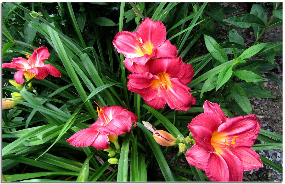 TOUJOURS LE JARDIN 2024