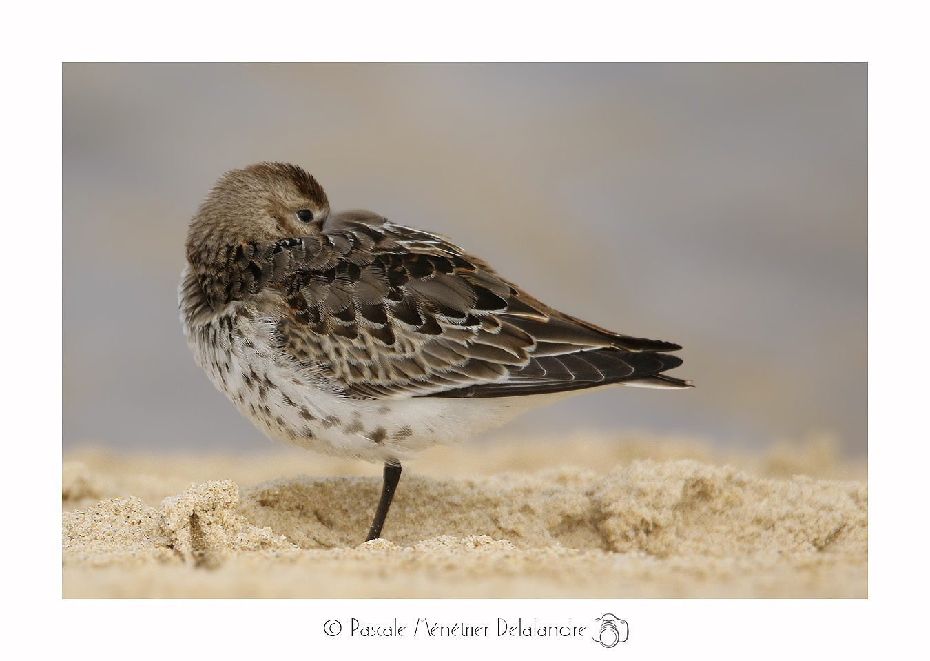 Bécasseau variable