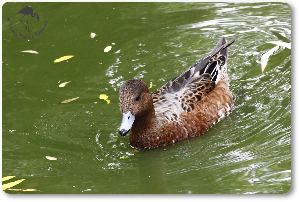 Canard siffleur mâle en éclipse...