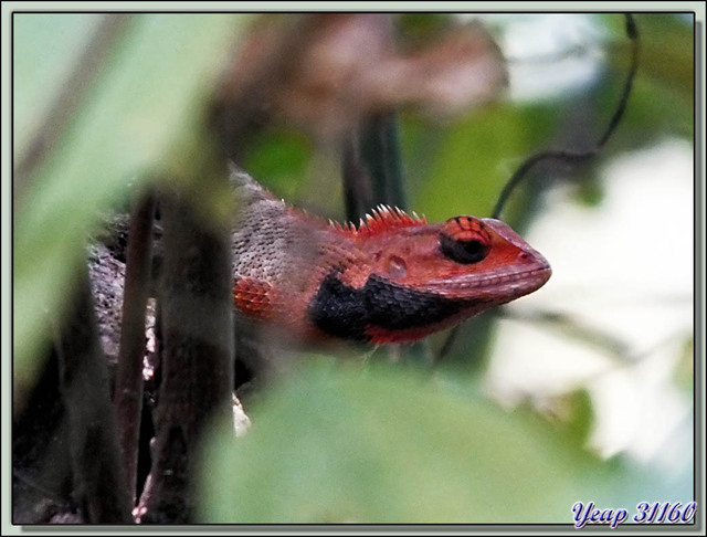 Blog de images-du-pays-des-ours : Images du Pays des Ours (et d'ailleurs ...), Lézard Agame à gorge rouge (Calotes Versicolor) - Parc National de Chitwan - Teraï - Népal