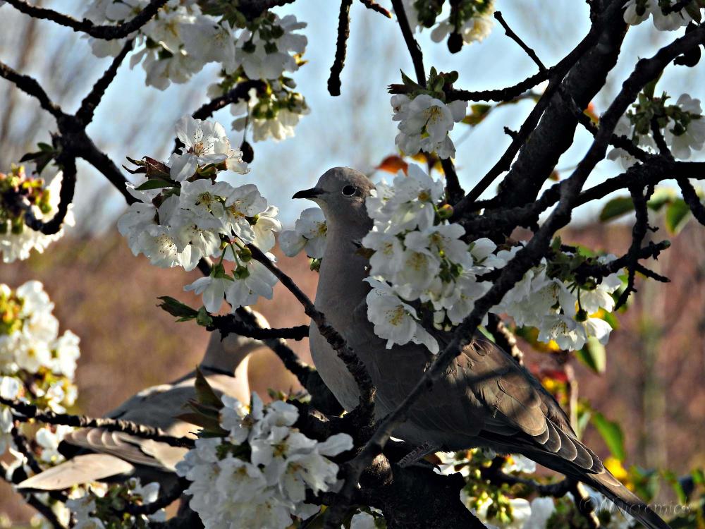 Les oiseaux dans mon cerisier en fleur