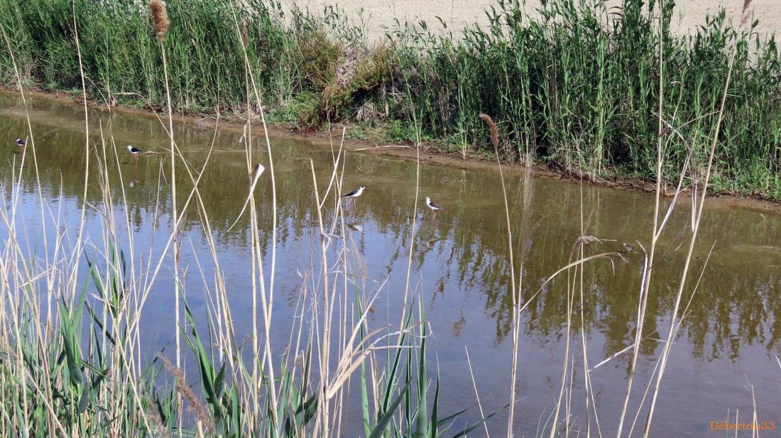 le parc naturel de l'Ebre