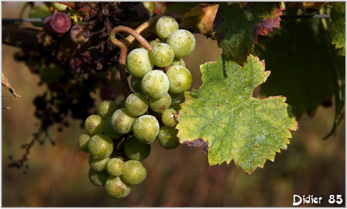 Vigne (1) - Raisin