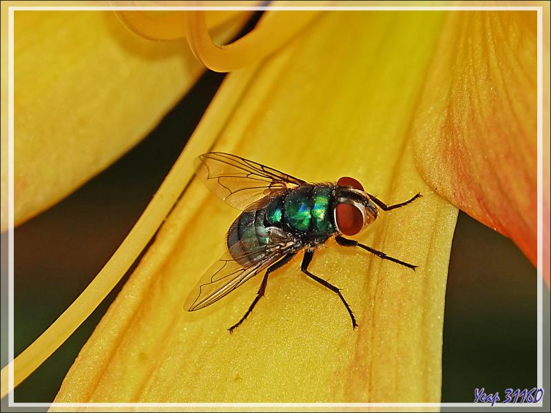 Mouche verte ou Lucilie femelle (Lucilia sp.) - Lartigau - Milhas - 31