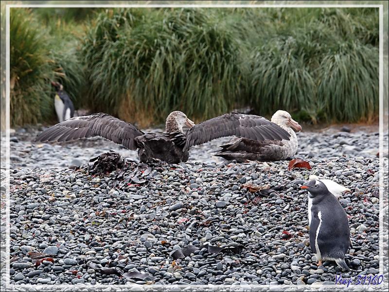 La faune de Cooper Bay : Manchots à jugulaire et papous, Éléphants de mer, Otaries, Pétrels, Labbes, Chionis blancs ... - Géorgie du Sud