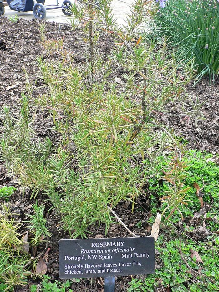 Plantes aromatiques 2ème partie
