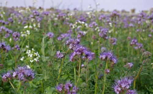 Fleurs cultivées : Phacélie