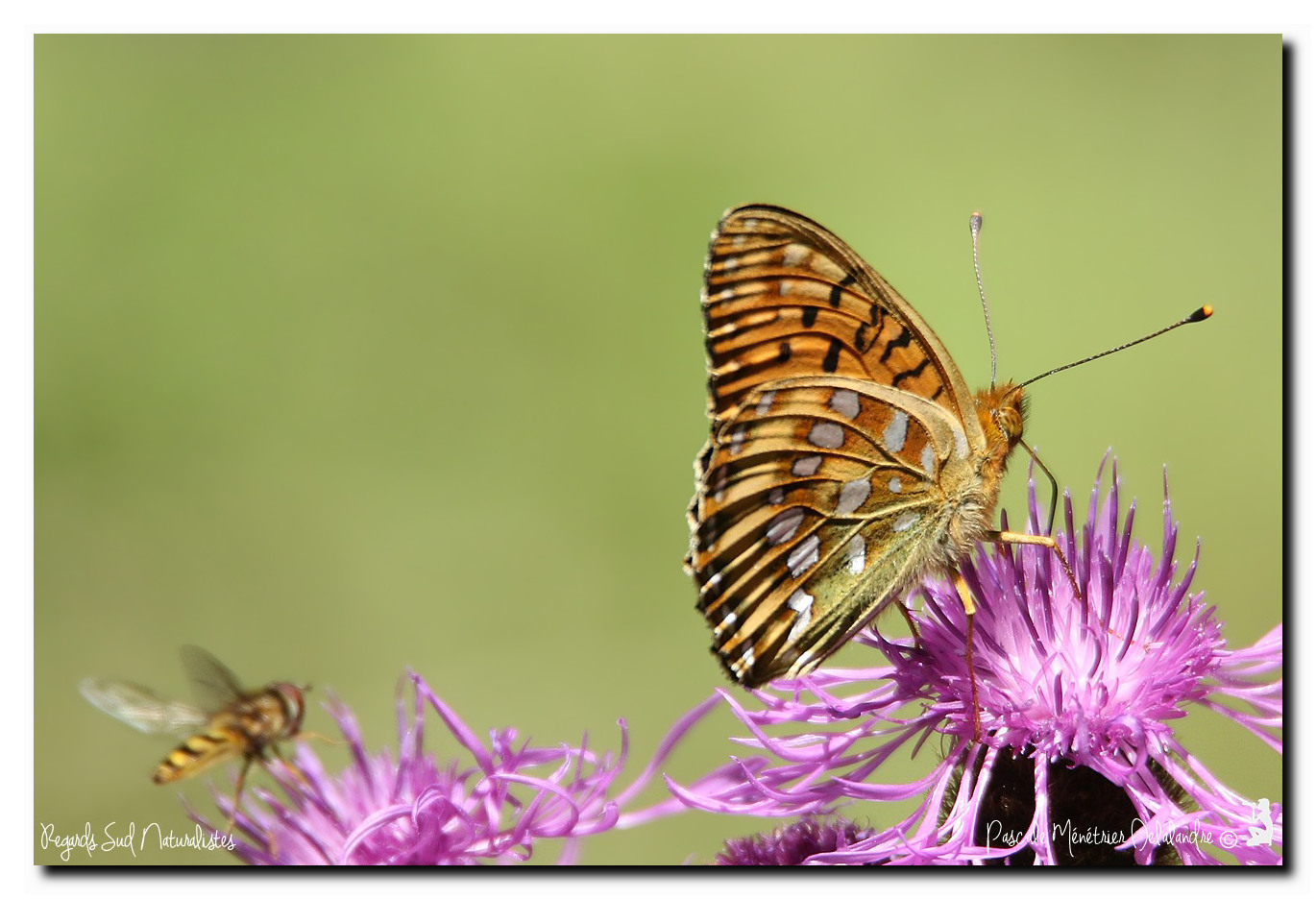 Grand nacré (Argynnis aglaja, synonyme Speyeria aglaja)