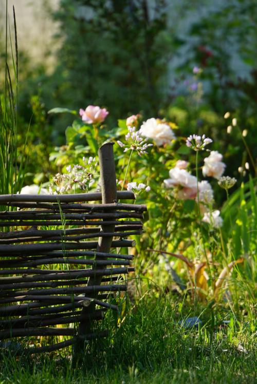 Le charme des premières roses
