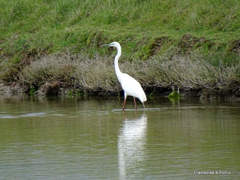 Grande aigrette en nuptial
