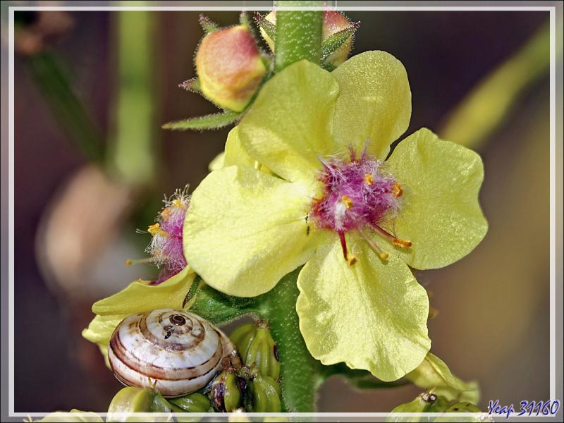 Fleur de Bouillon-blanc (Verbascum sp.) - Les Portes-en-Ré - Ile de Ré - 17