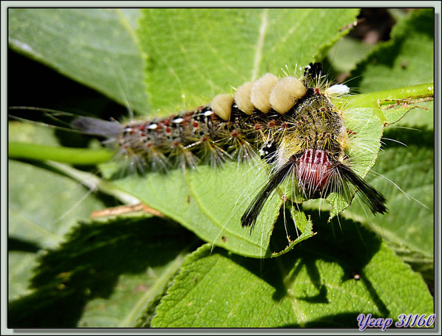 Blog de images-du-pays-des-ours : Images du Pays des Ours (et d'ailleurs ...), Chenille en plein repas - Parc National de Chitwan - Teraï - Népal