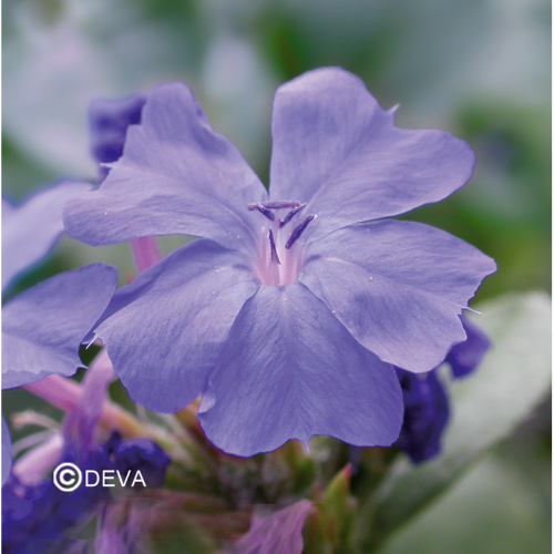 Fleurs cultivées : Plumbago