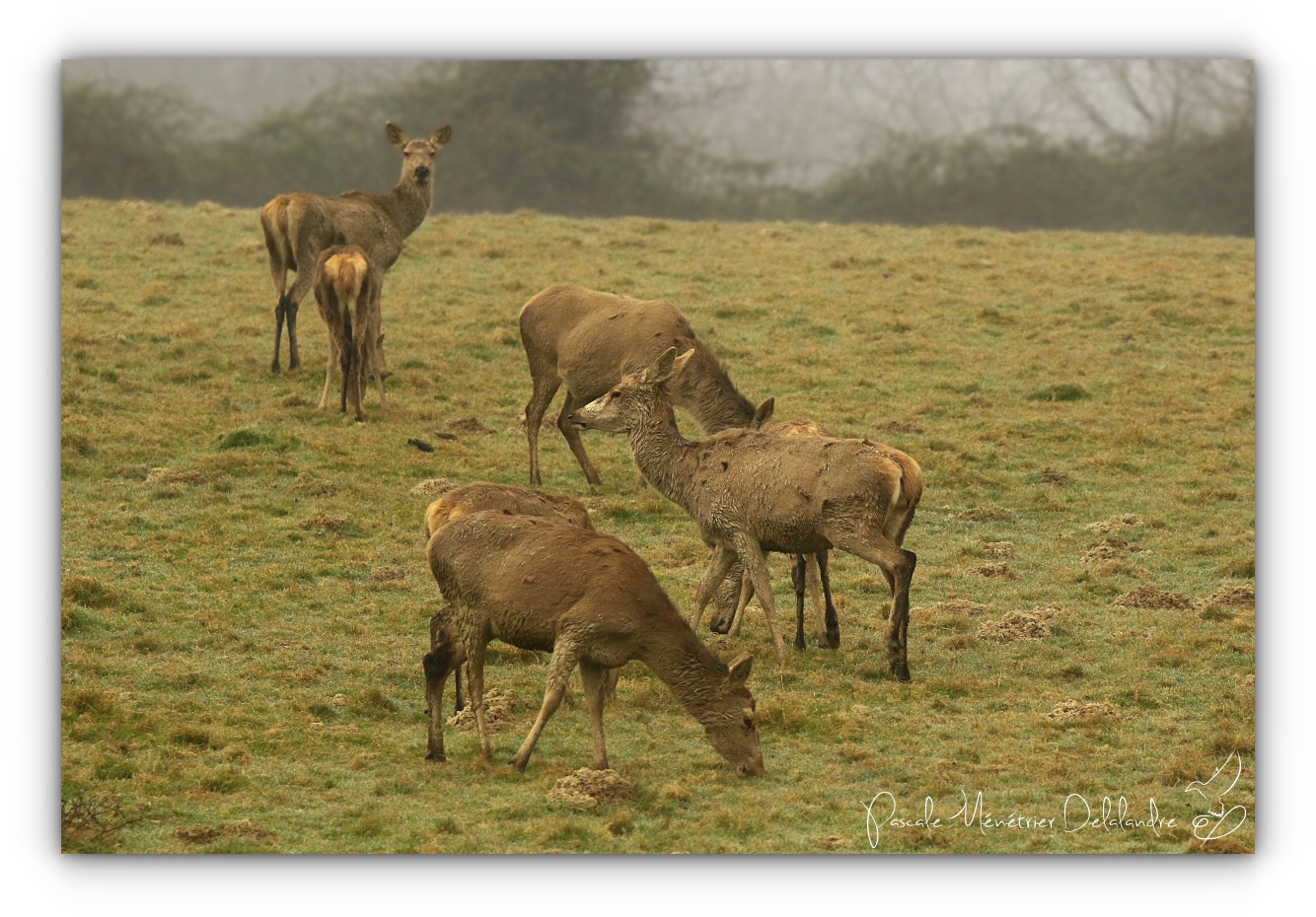 Beauté sereine dans un léger brouillard