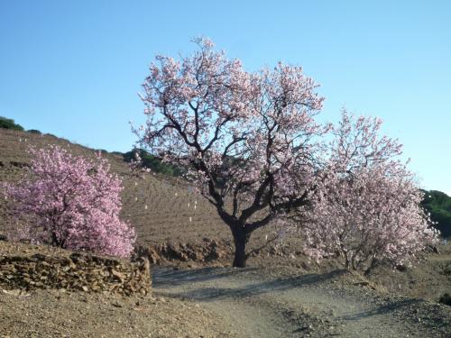 Arbre fruitier : Amandier