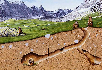 L'habitat de la marmotte...