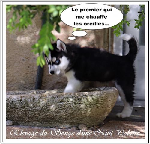 Portée d'Ourika (4 avril 2021)