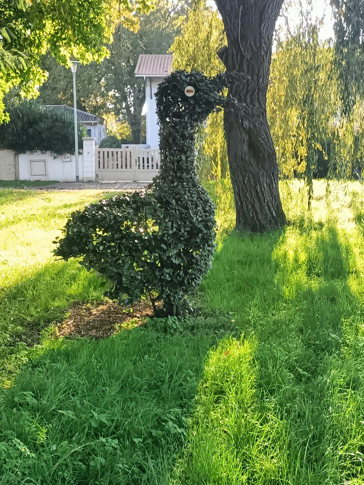 Ecureuil et oiseaux en art topiaire - novembre 2024...