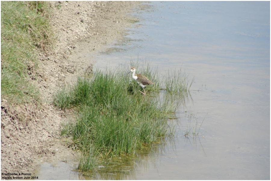Naissance dans les marais 