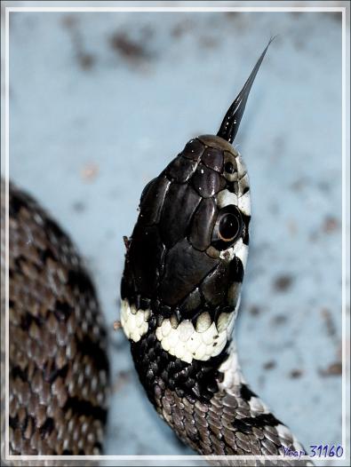 Couleuvre à collier (Natrix natrix) - Lartigau - Milhas - 31