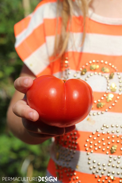 Enfant partageant sa tomate dans jardin permaculture