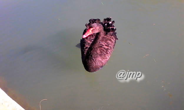 Le Cygne noir (Cygnus atratus) est une espèce de cygne originaire d'Australie et de Tasmanie qui doit son nom à la coloration en grande partie noire de son plumage