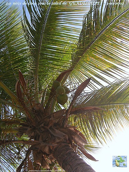 231-GUADELOUPE--6---20---03---2007.jpg
