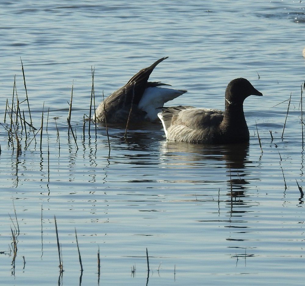 Ores bernaches - décembre 2020...