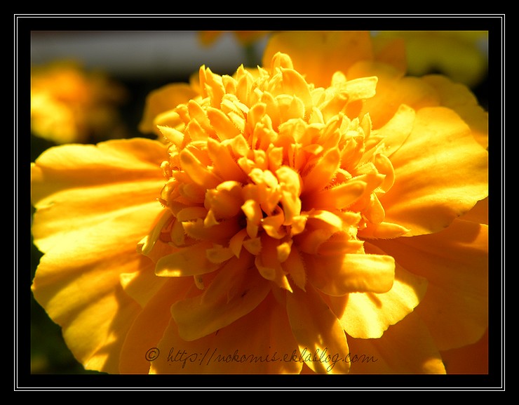 Oeillets d'Inde oranges