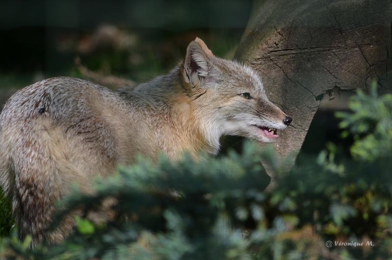 Ménagerie du Jardin des Plantes : Renard Corsac 