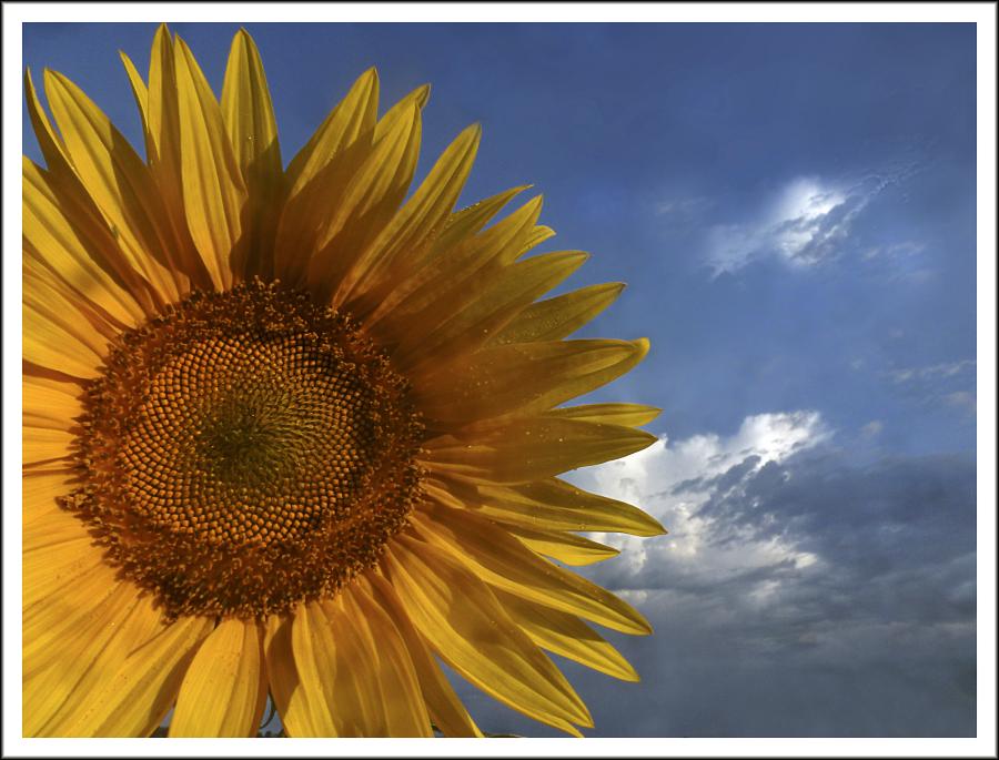" Le Soleil Brille Pour Tout le Monde "  Proverbe français.