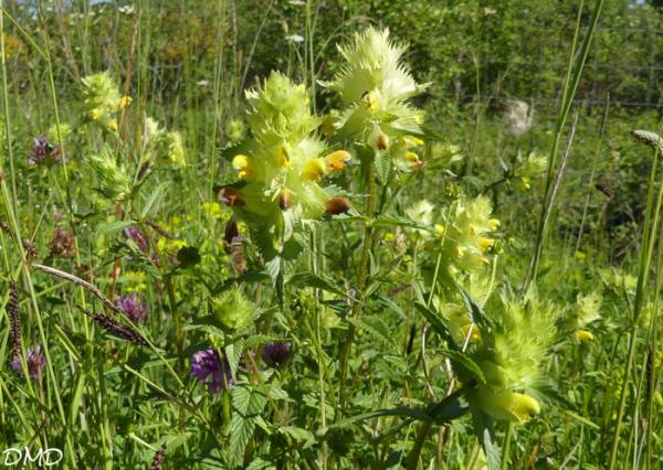 Rhinanthus angustifolius  -  rhinanthe à feuilles étroites
